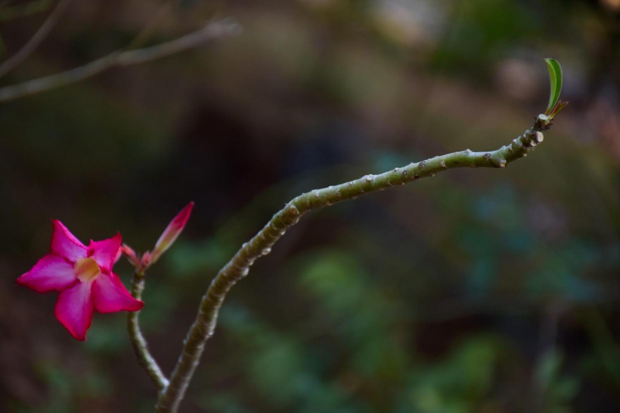 Senu Homestay Sigiriya Buitenkant foto